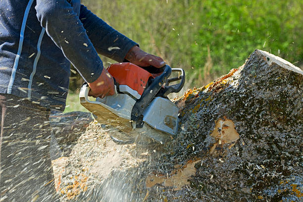 Oceanside, CA  Tree Services Company